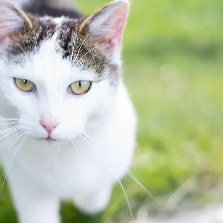 Vorderkasbichlhof * Saalfelden