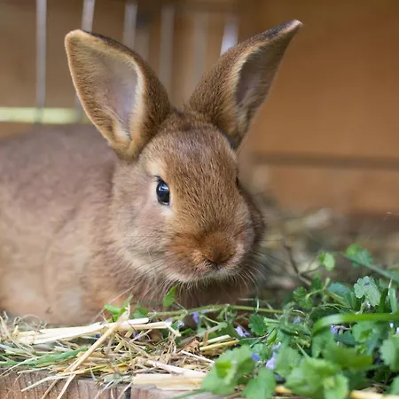 Çiftlik konaklama Vorderkasbichlhof *