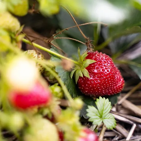 Çiftlik konaklama Vorderkasbichlhof