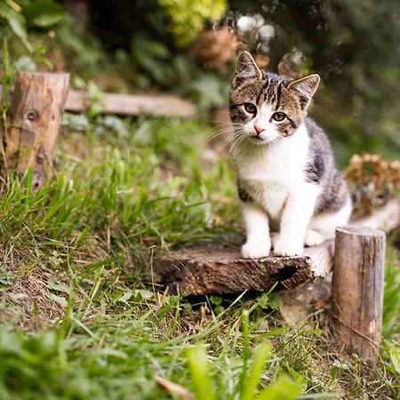 Κατάλυμα σε φάρμα Vorderkasbichlhof *