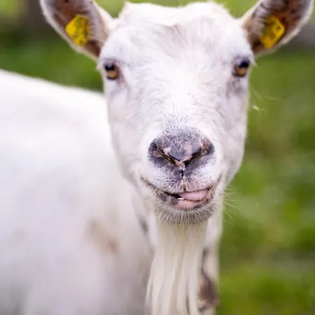 Κατάλυμα σε φάρμα Vorderkasbichlhof Saalfelden
