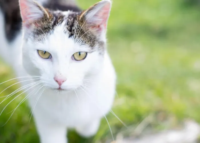 Vorderkasbichlhof * سالفلدن ام ستينه