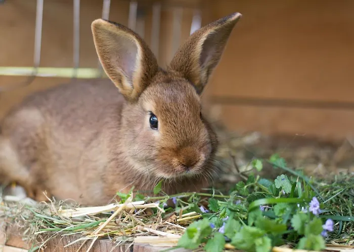 Farmház Vorderkasbichlhof *
