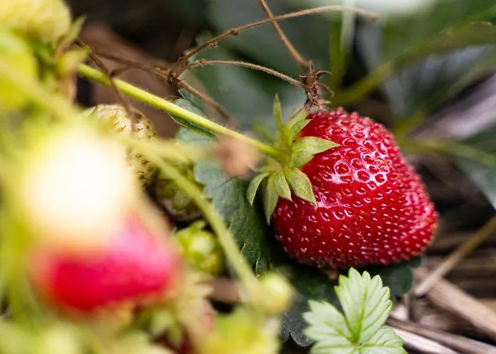 Farmház Vorderkasbichlhof
