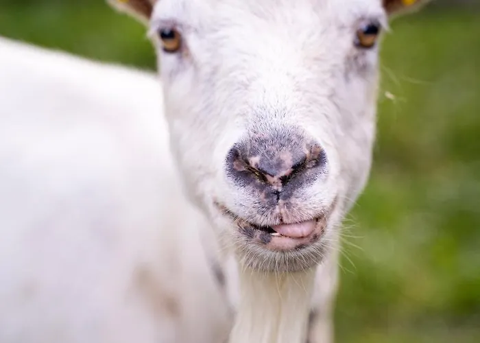 Farmház Vorderkasbichlhof Saalfelden am Steinernen Meer