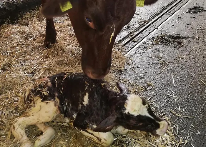Vorderkasbichlhof * Saalfelden am Steinernen Meer